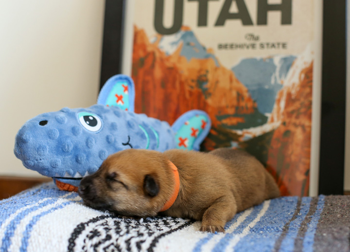 chinook puppy